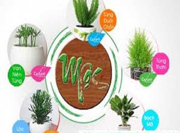 Mệnh mộc hợp cây gì đem lại may mắn