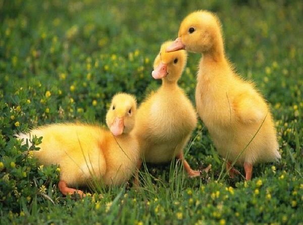 Mơ thấy con vịt là điềm báo điều gì?