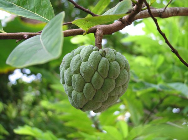 Giải mã giấc mơ thấy quả na điềm báo gì?