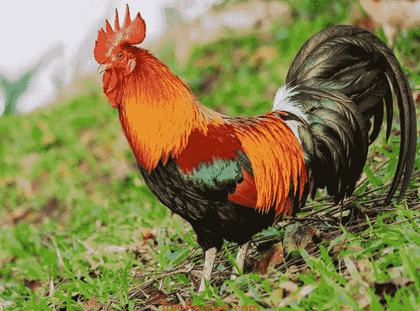 mơ thấy gà trống đánh con gì