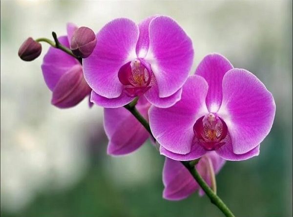 mơ thấy hoa lan