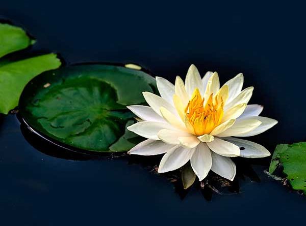 ​Nằm mơ thấy hoa súng may hay xui, đánh con gì phát tài?