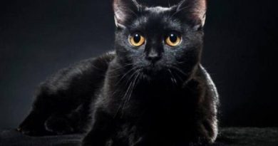 Giải mã ý nghĩa giấc mơ thấy mèo đen