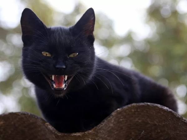 mơ thấy mèo đen