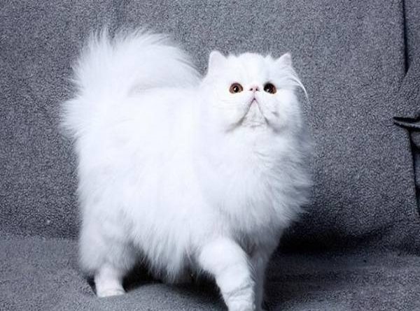Giải mã ý nghĩa giấc mơ thấy mèo trắng