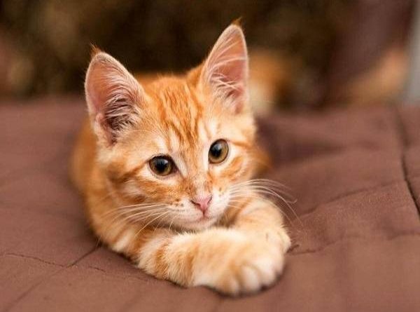 Giải mã ý nghĩa giấc mơ thấy mèo vàng