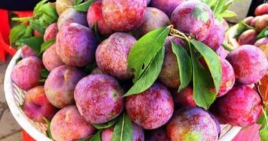 Giấc mơ quả mận dự báo bất ngờ từ tiềm thức đang gõ cửa
