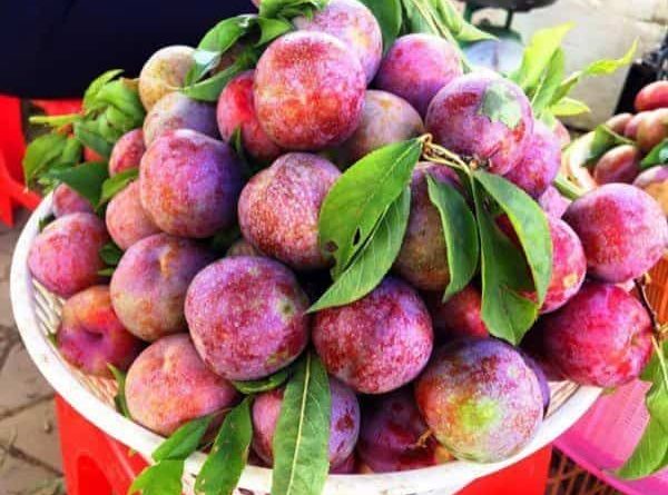 Giấc mơ quả mận dự báo bất ngờ từ tiềm thức đang gõ cửa