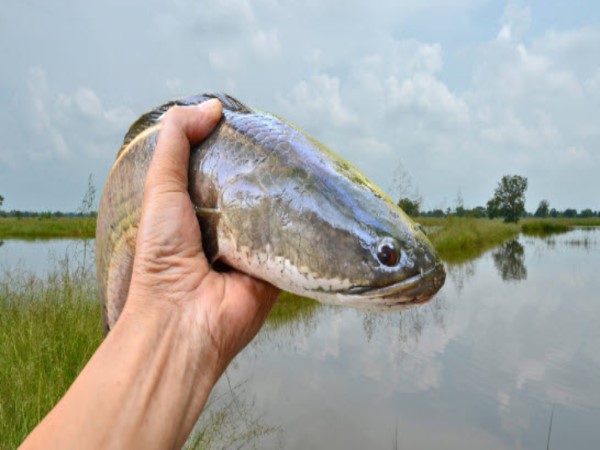 Mơ thấy cá lóc đang đẻ trứng