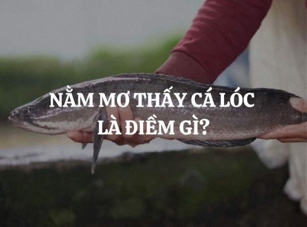 Giãi mã nằm mơ thấy cá lóc lớn điềm báo gì hên hay xui?