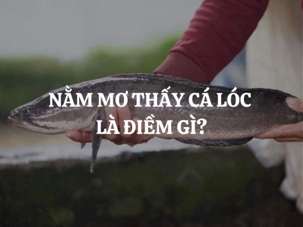 Giãi mã nằm mơ thấy cá lóc lớn điềm báo gì hên hay xui?